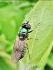 Chloromyia formosa